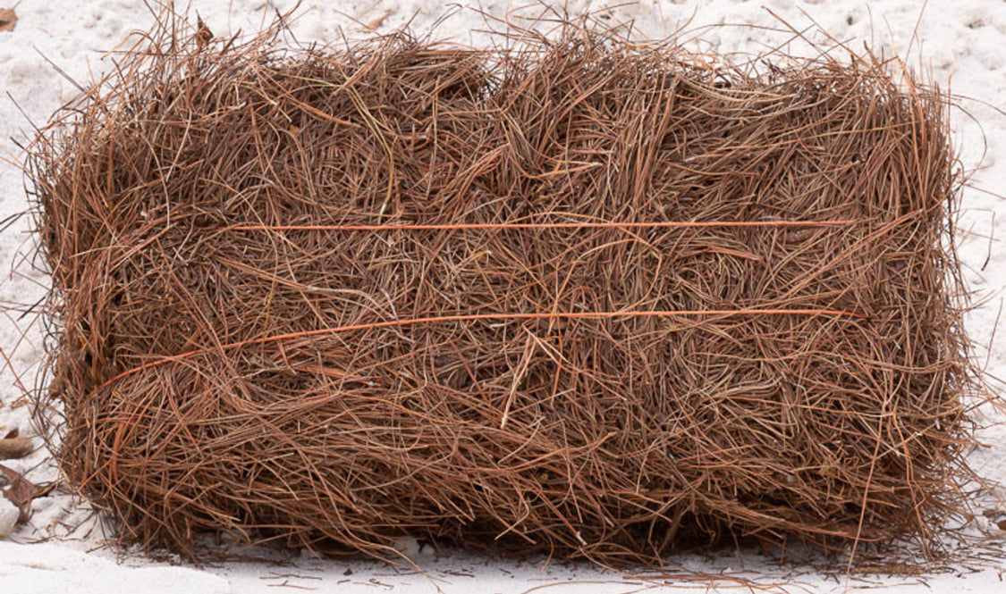 Pine Straw-Short Needle