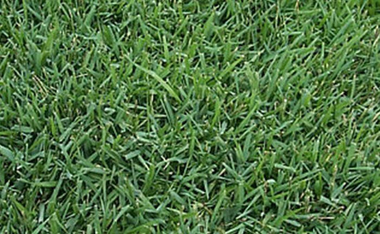 Empire Zoysia