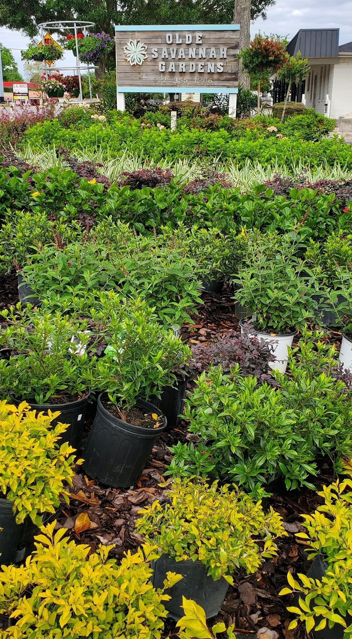 Online plants coming soon!