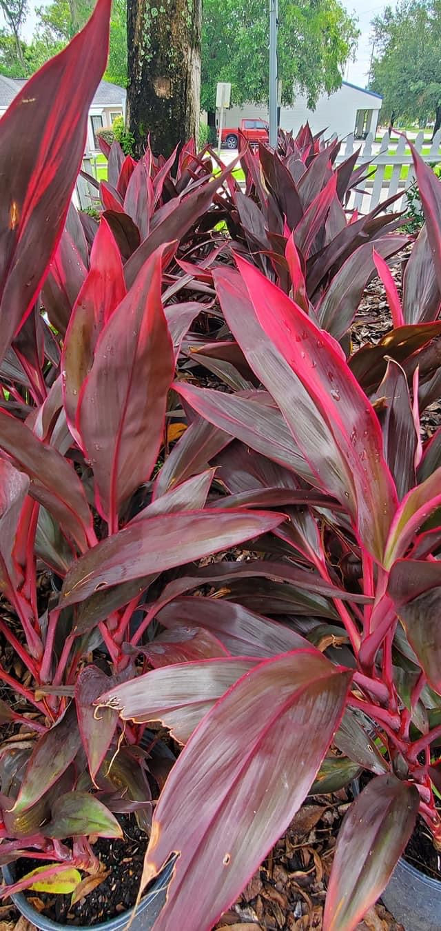 Online plants coming soon!