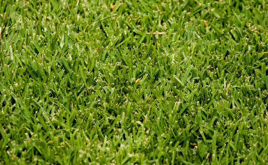 Palmetto Saint Augustine Sod