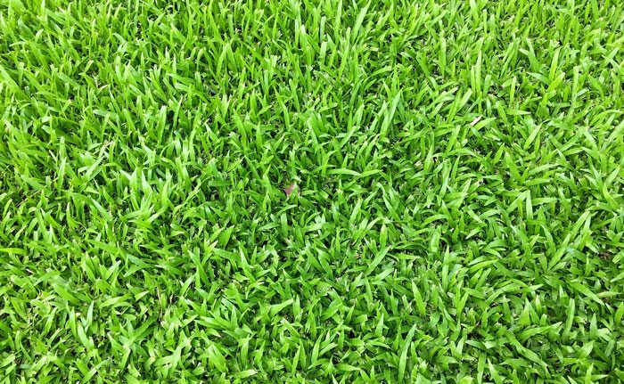 Zeon Zoysia