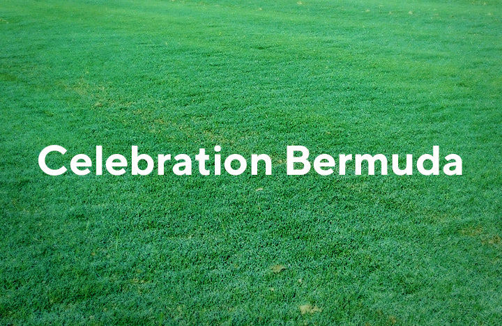 Celebration Bermuda